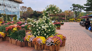 화성_우리꽃식물원_국화전시회