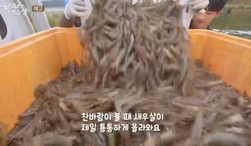 신안새우