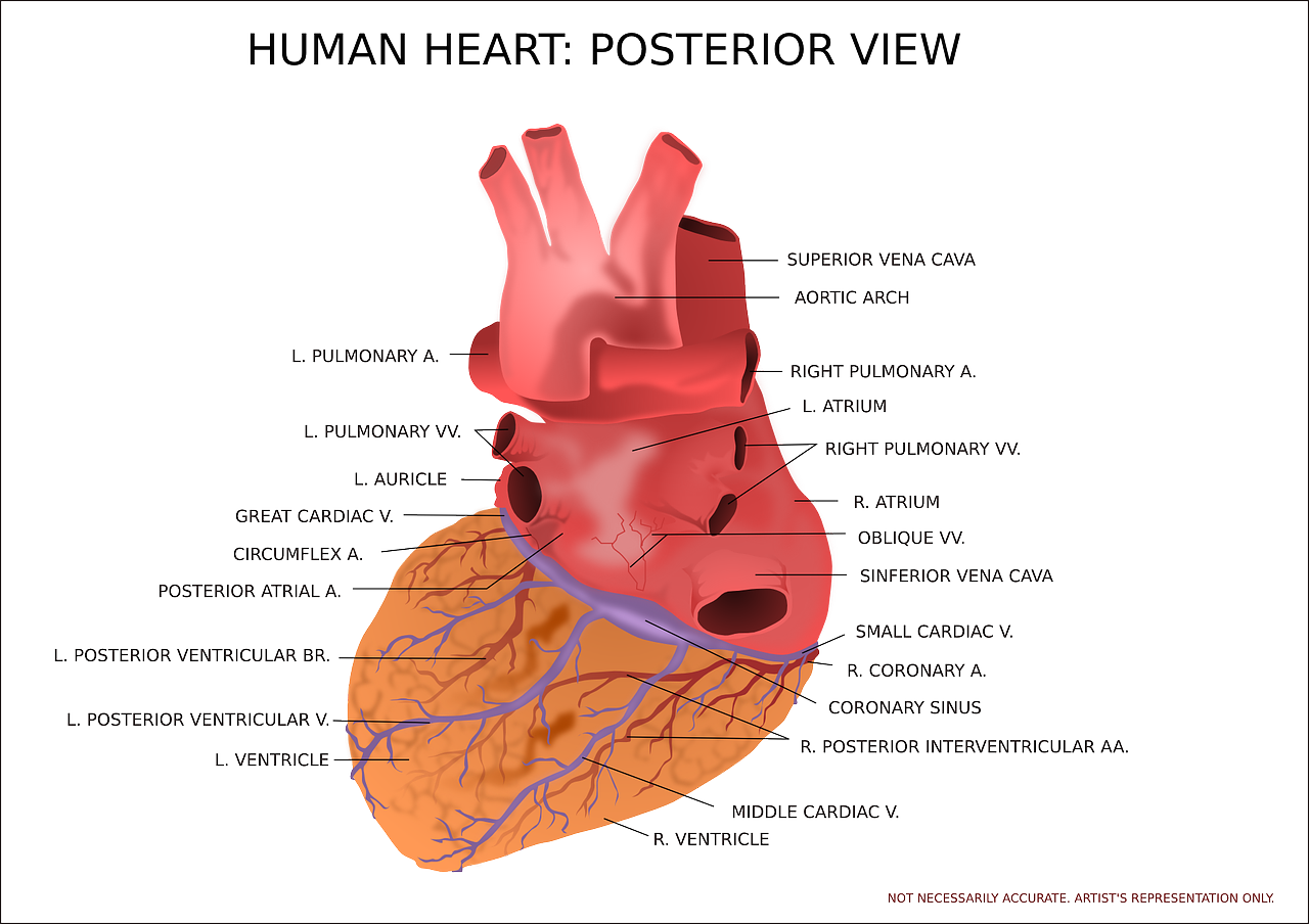 동맥경화 관련 사진