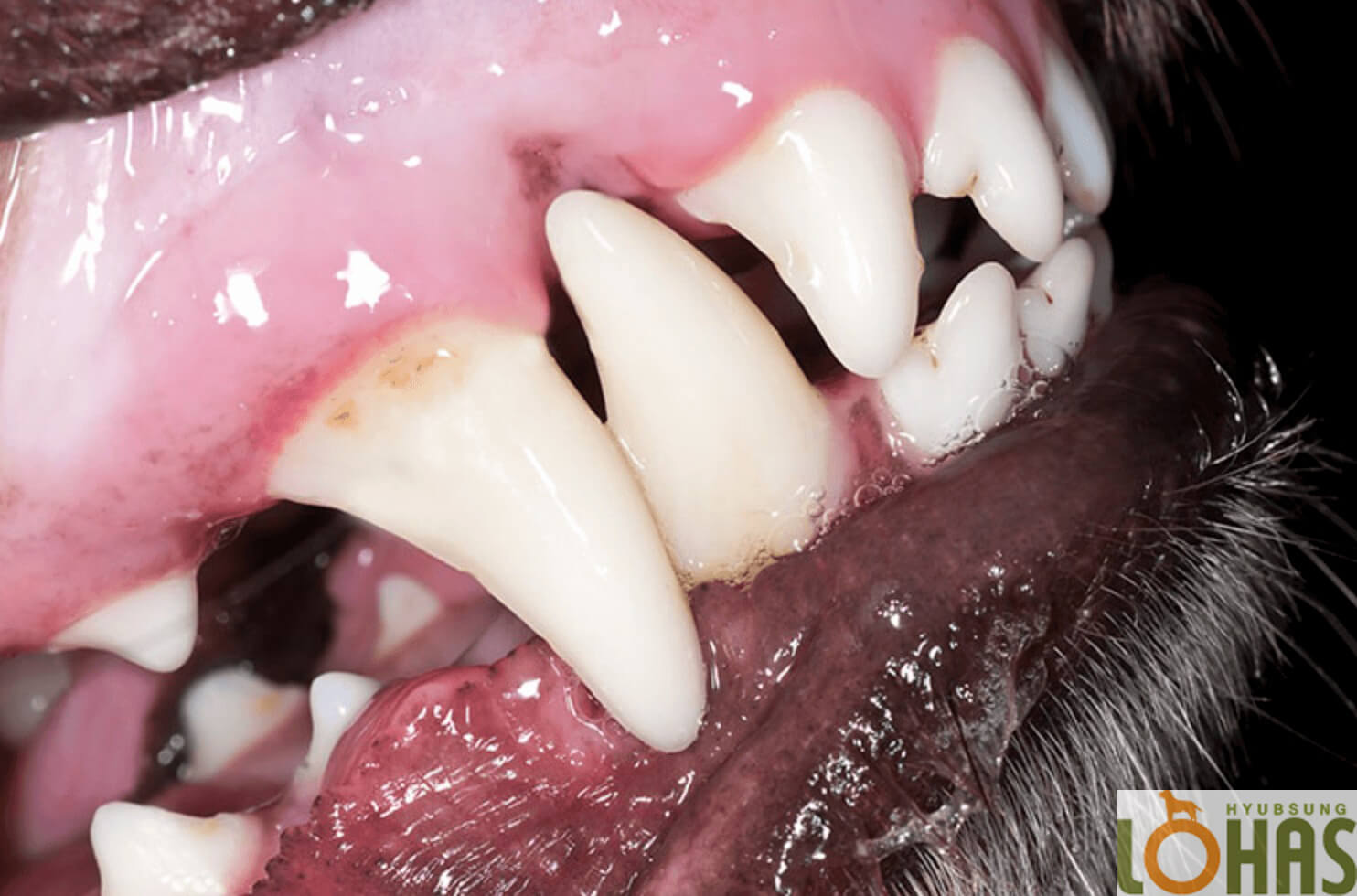 반려동물 진료비 자율표시제 가이드