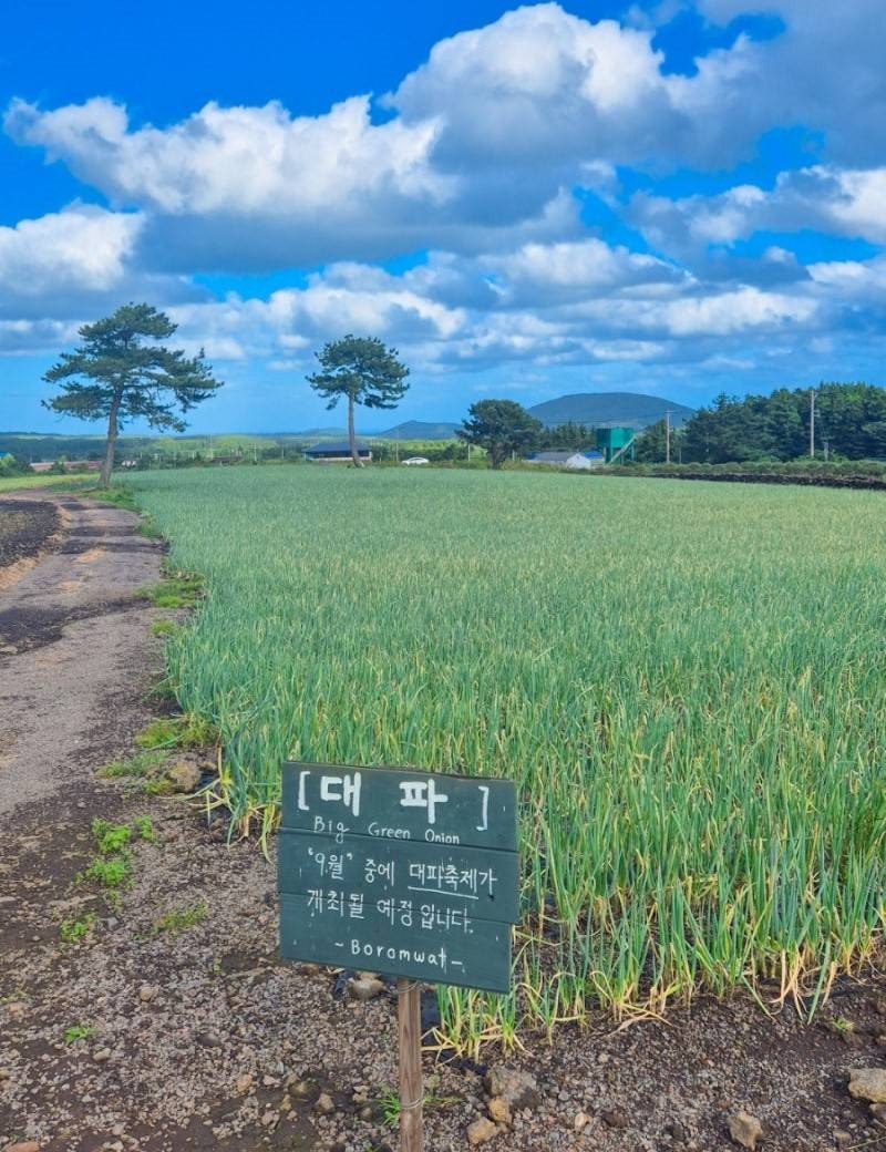 보롬왓 대파축제
