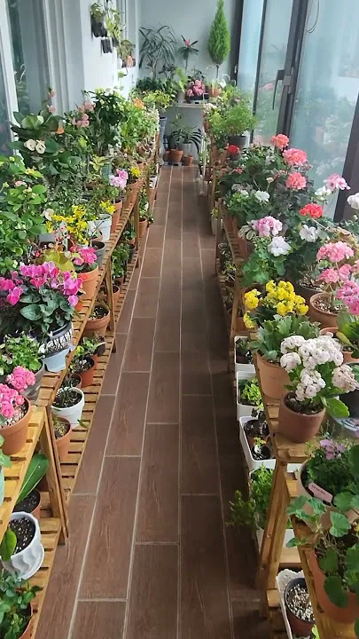 베란다정원 키우기 바람차단 햇빛차광 물주기 여름철 관리 요령_3