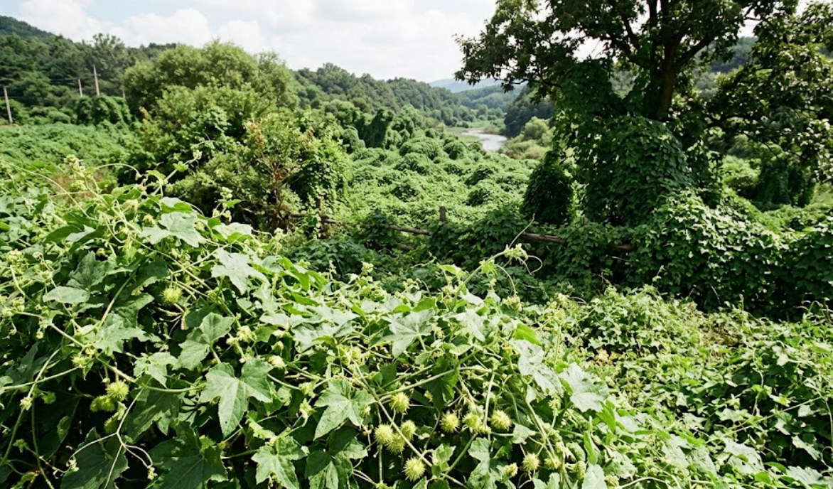 식물계의 공룡, 가시박이 생태계를 무너뜨리는 이유