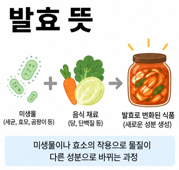 발효 뜻과 미생물 효소 작용으로 음식 성분이 다른 물질로 바뀌는 과정을 설명한 과학 교육 이미지