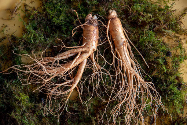 홍삼 효능 진세노세이드 함량 비교