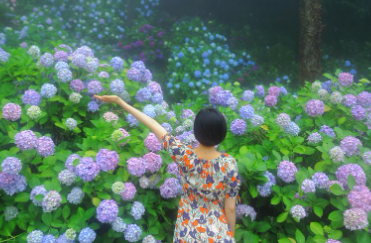 장생포 수국축제