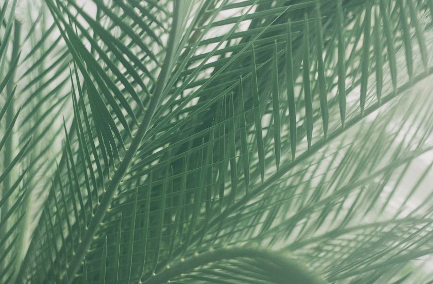 아레카야자 이미지