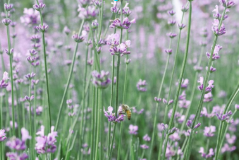 포천 허브아일랜드 라데봄축제