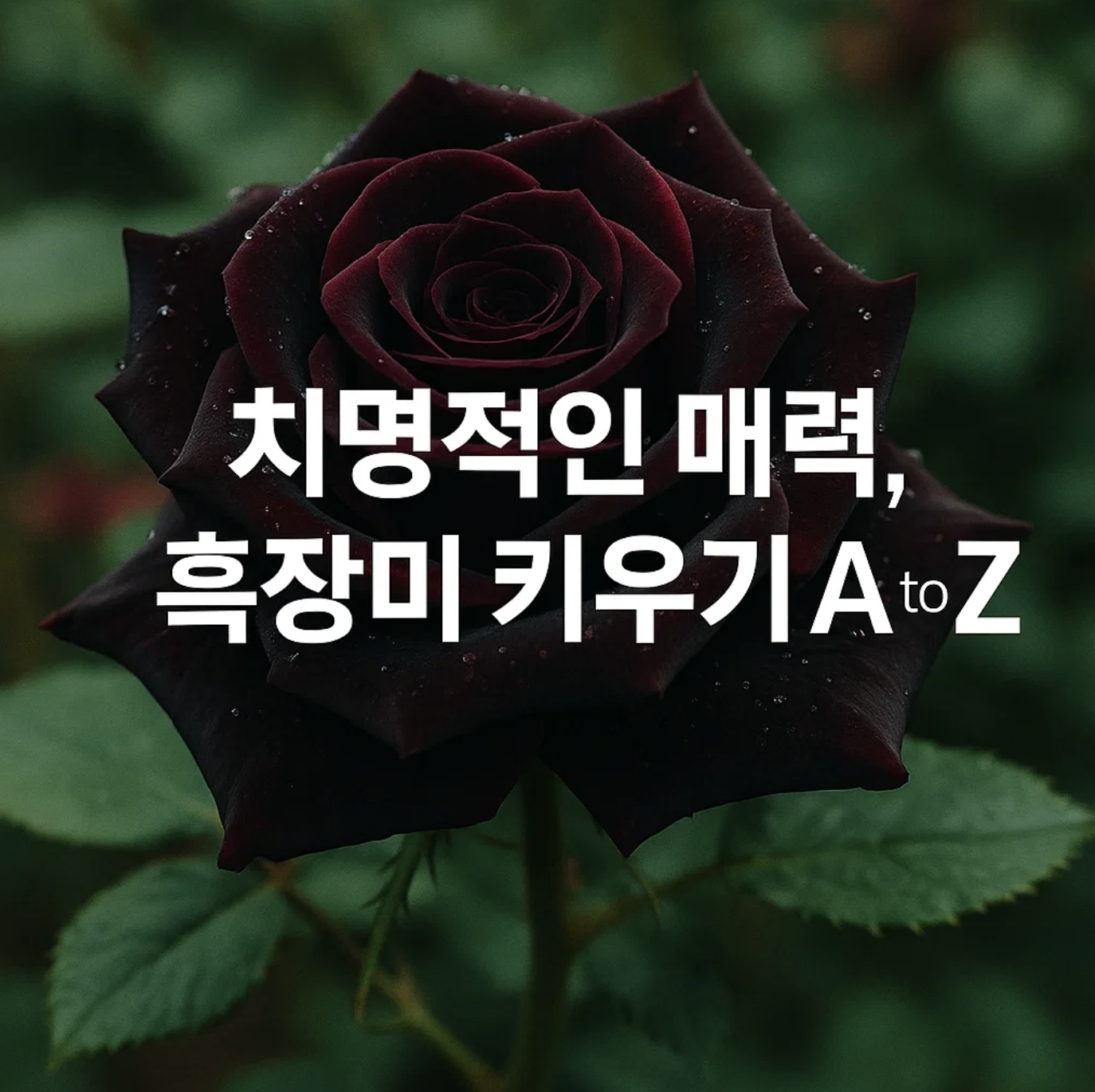 치명적인 매력, 흑장미 키우기 A to Z
