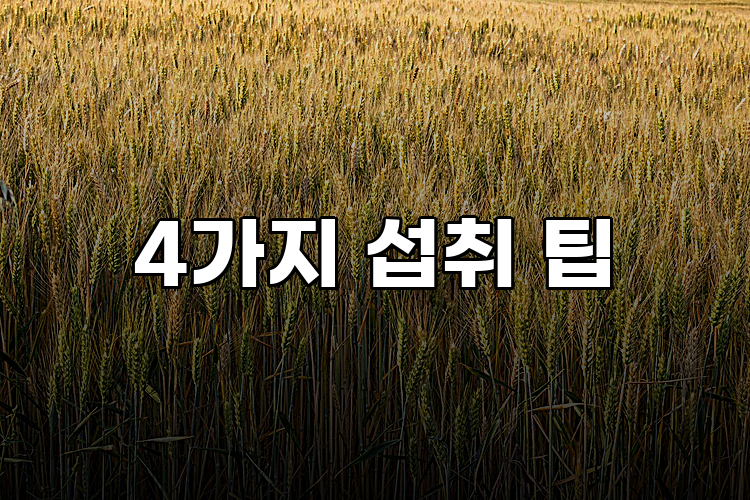 4가지 섭취 팁