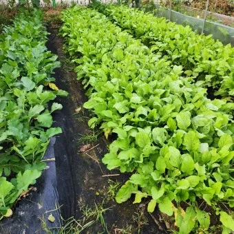 2025년 10월에 파종하기 좋은 작물들 농업 재배법_4