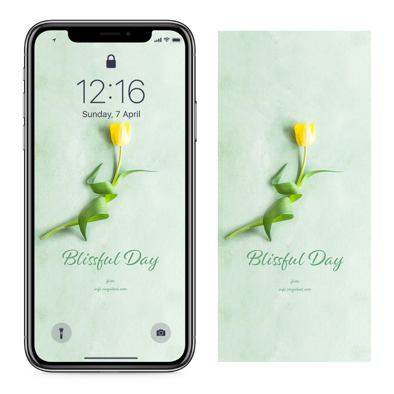 03 노란색 튤립 C - Blissful Day 아이폰꽃배경화면