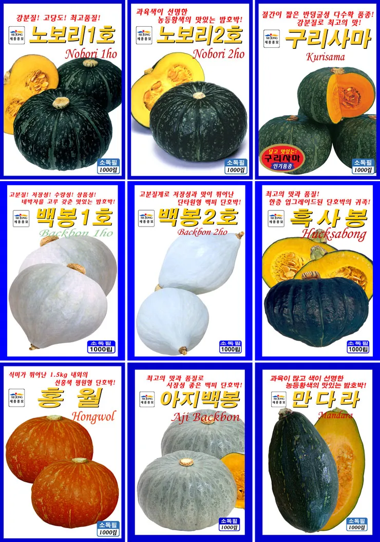 단호박 재배 직파 요령 덩굴 유인 당도 관리_9