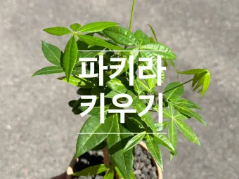 파키라 키우기 분갈이 뿌리관리 물주기간격 쉬운 관리법_4