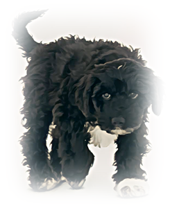 사냥견
스패니시 워터 독(Spanish Water Dog)