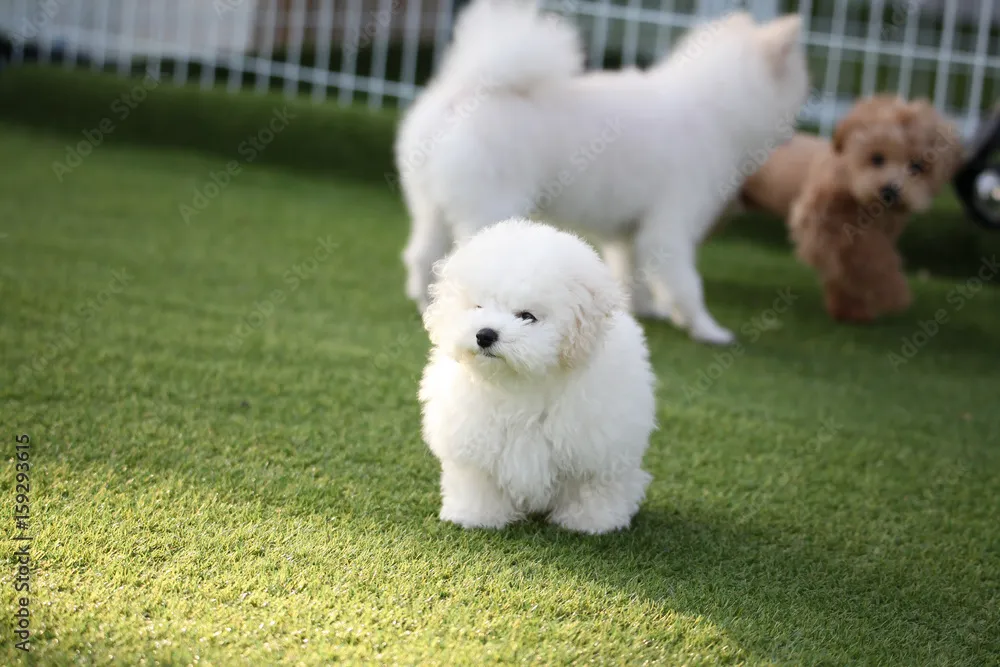 새끼강아지무료분양 멍멍이 가족 맞이 꿀팁_4