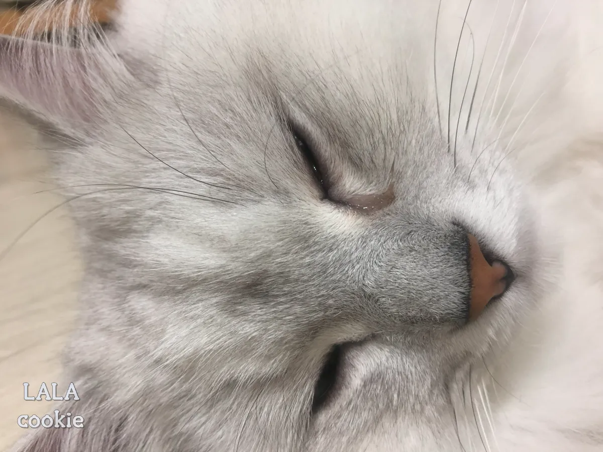 고양이-눈물-병원-고민-눈물흘리는-고양이