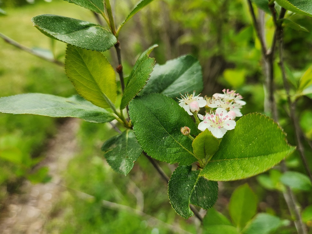아로니아(초크베리)