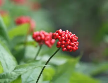 인삼 가격&amp;#44; 효능과 부작용