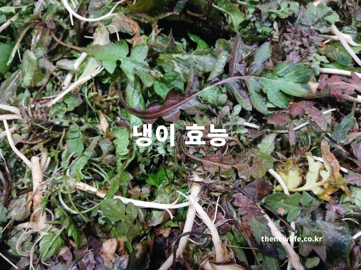 냉이 효능을 설명하는 글에 첨부된 싱싱한 냉이 대표 실사진