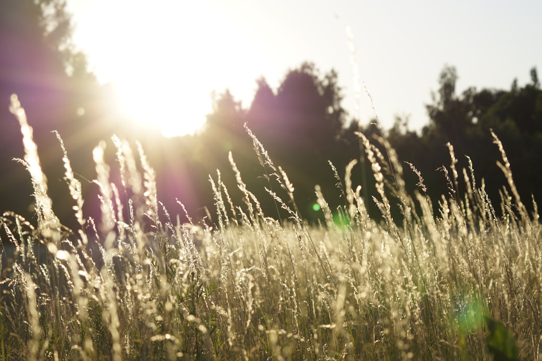 Sunshine Loan