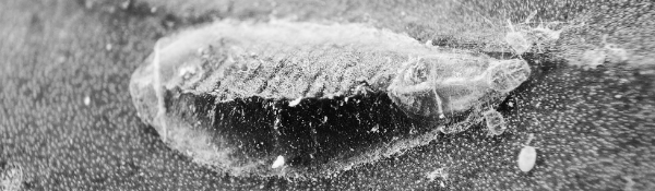 깍지벌레 = 각개충