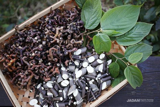 간에 좋은 음식 10가지 좋은 약초 간에 나쁜음식