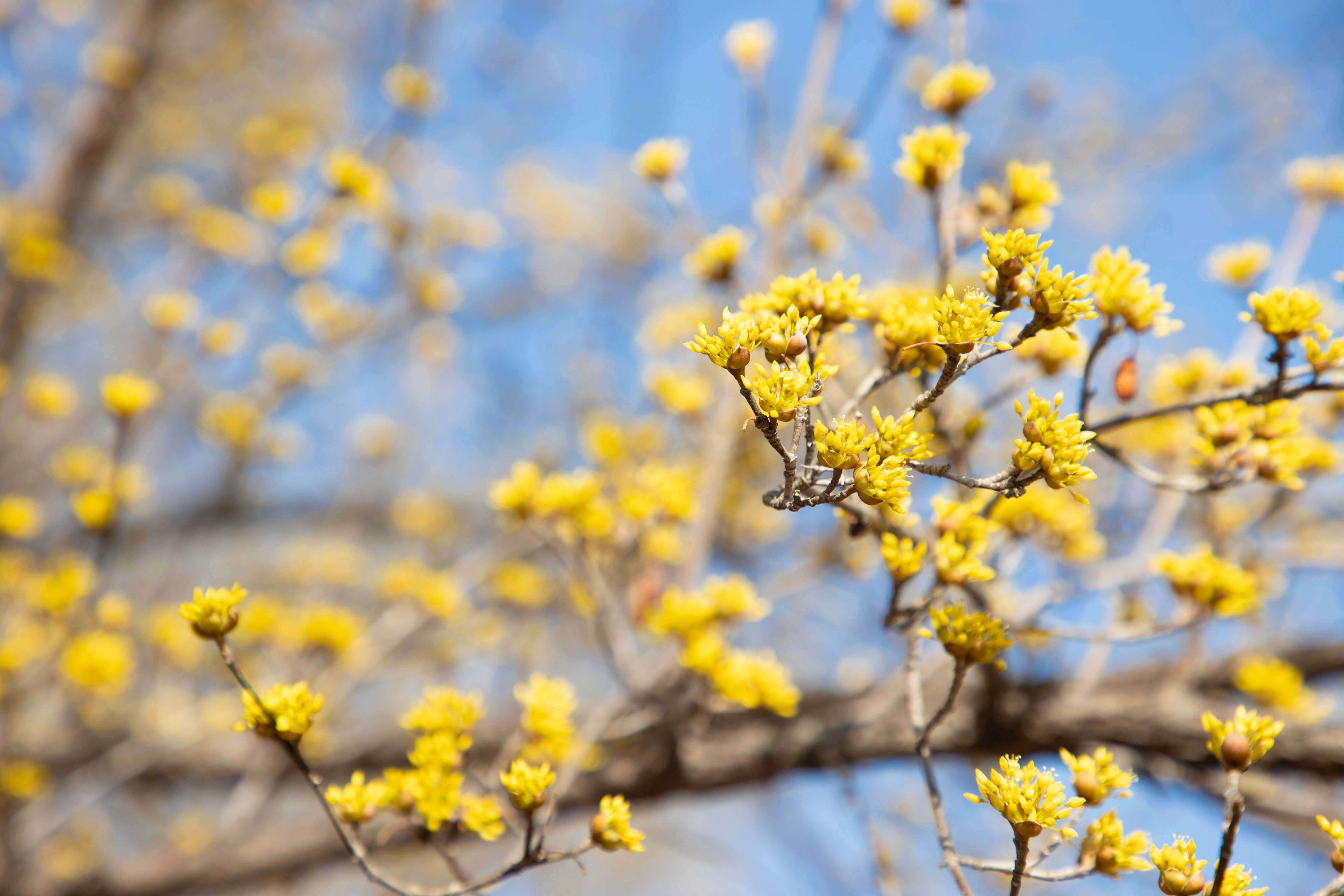 구례 산수유축제 주차장 및 교통편 총정리