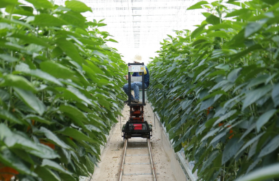 스마트 팜 기술자 – 인공지능과 로봇을 활용한 농업 전문가