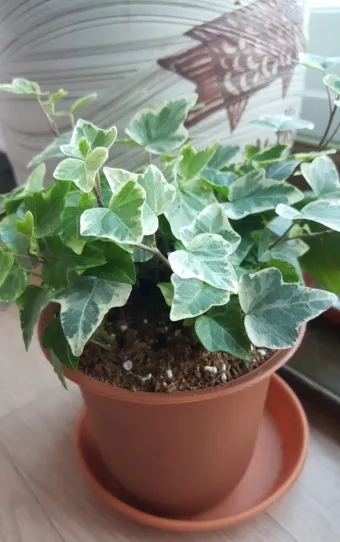 아이비 물주기 수경재배 삽목번식 빛관리 초보도 금방 성공_12