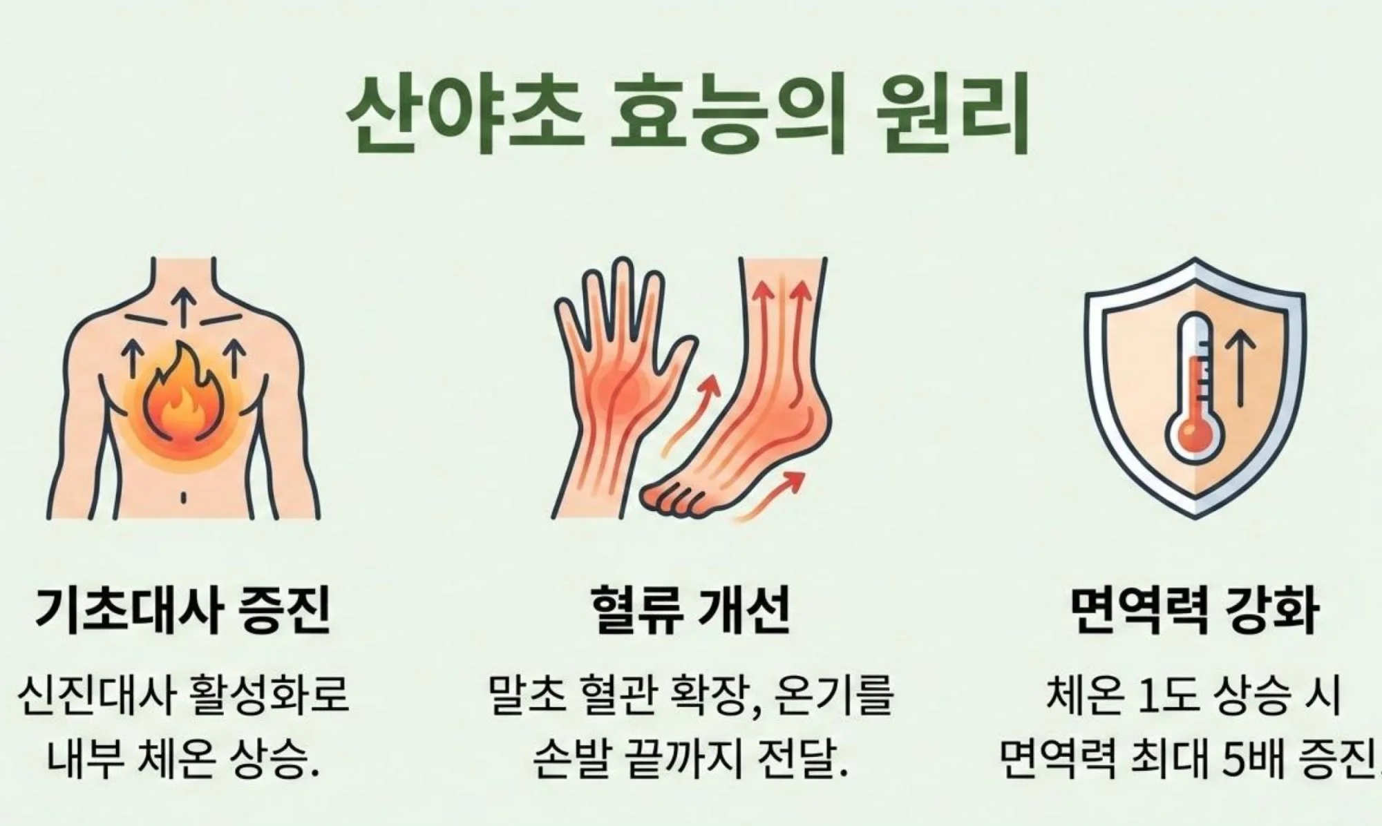기초대사 증진, 혈류 개선, 면역력 강화를 통한 산야초 효능의 원리 설명