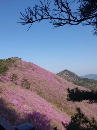 천주산 진달래축제 등산코스 맛집_7