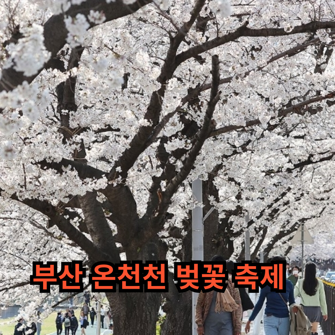 부산 온천천 벚꽃 사진