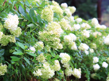 강원권 수국명소 추천 7곳, 여름 여행지로 꼭 가봐야 할 인생샷 스폿 총정리