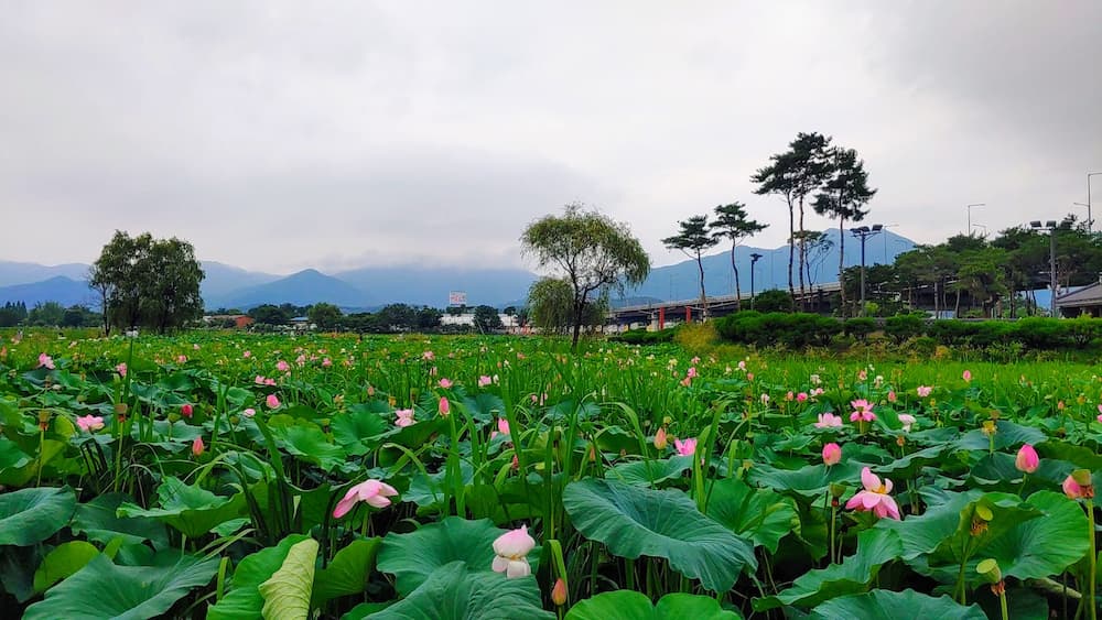 양수리 세미원 연꽃 군락 전경