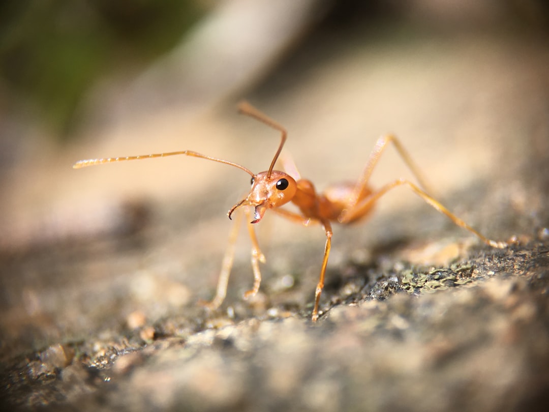 Ants