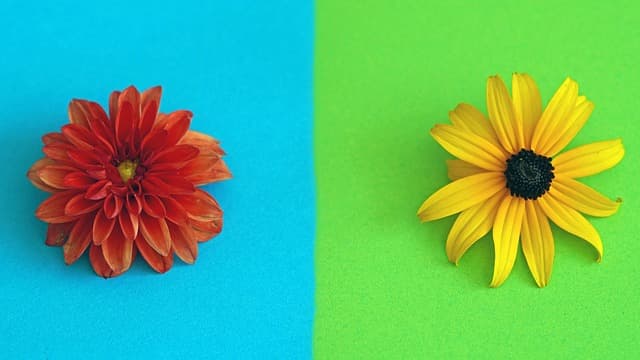 화면 속 색상이 실제와 다르게 보이는 이유― 감각, 기술, 뇌의 해석이 만들어내는 색채 착시