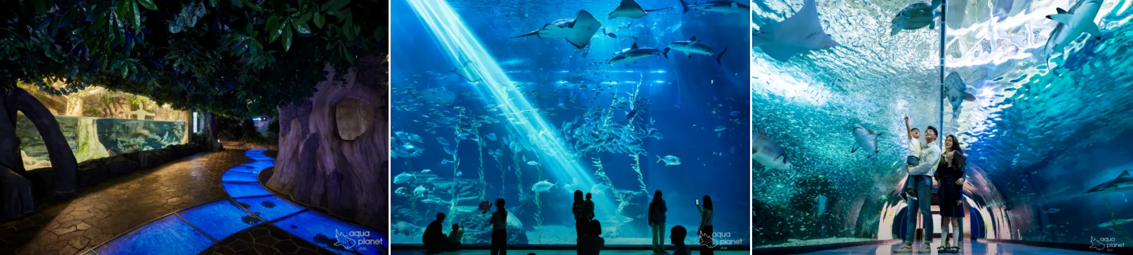 제주 아쿠아플라넷 수족관 모습