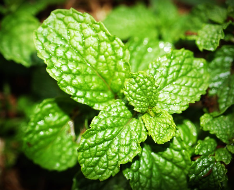 페퍼민트 키우기