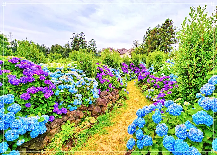 생방송 오늘저녁 제주, 조천 7월 수국 축제 명소, 수국정원, 인생사진, 디저트 카페 맛집