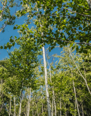 곤지암 화담숲 예약