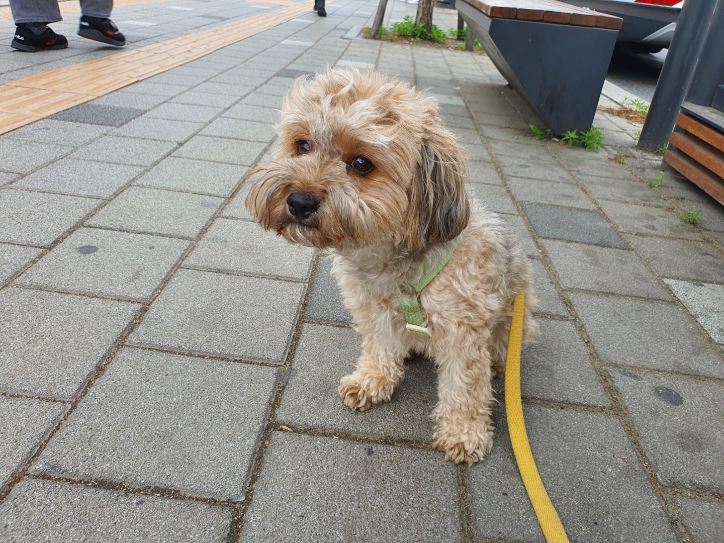 아빠 기다리는 토리