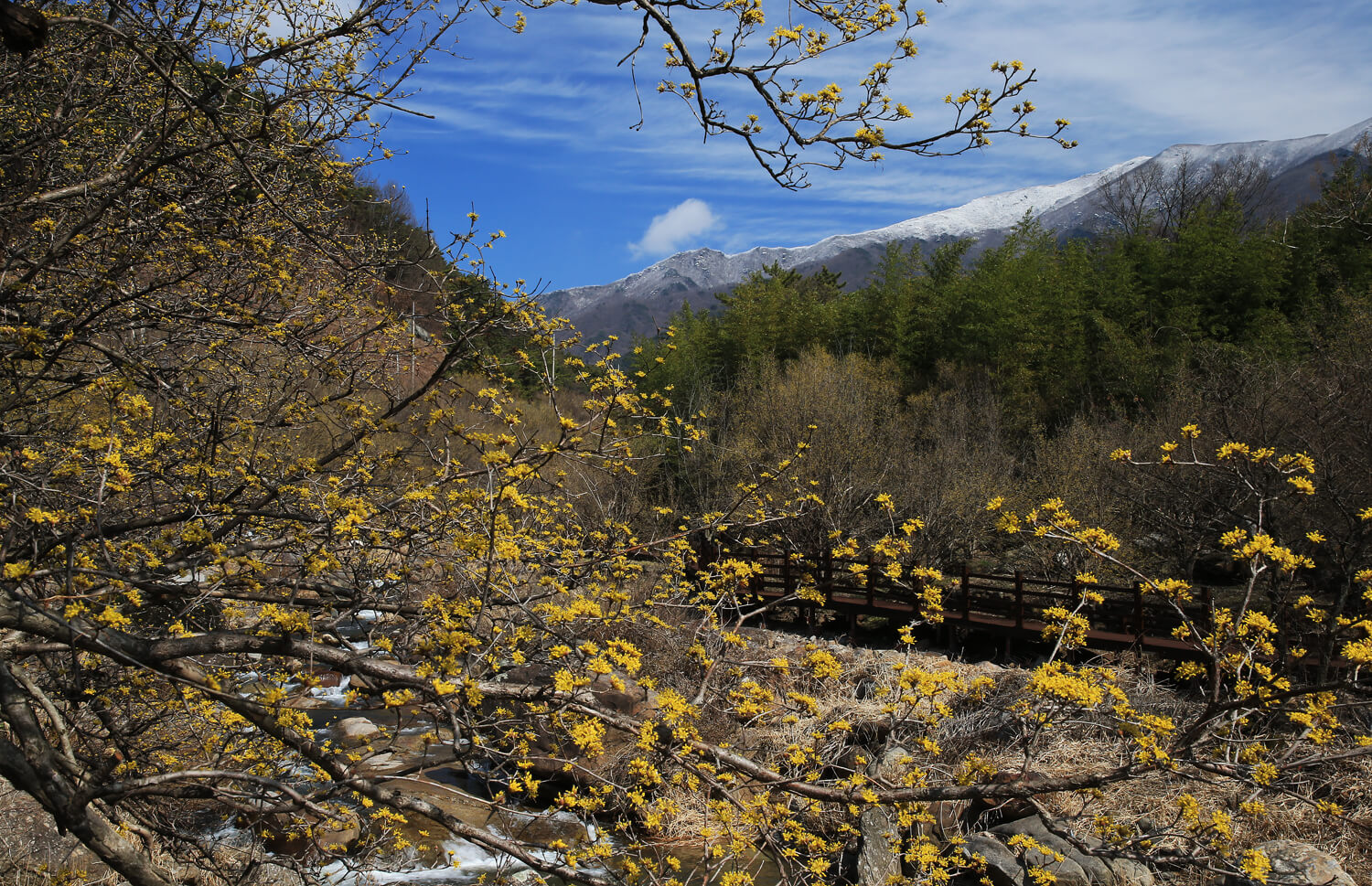 2025 구례 산수유꽃축제 일정 체험 프로그램 예약