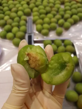 매실 씨 제거 후 매실청 매실장아찌 담그는 실전 방법_9