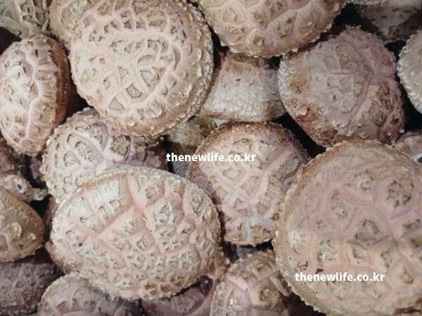 표고버섯 효능 핵심 영양 성분 베타글루칸 비타민D 목록