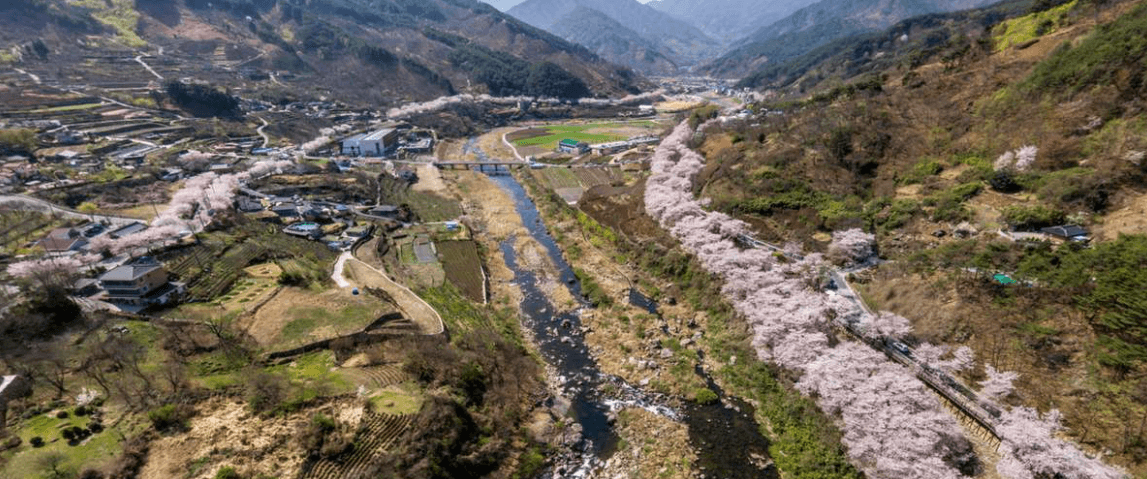 하동 화개장터 벚꽃축제 정보 2025 및 실시간 개화
