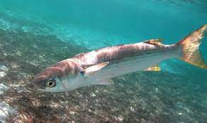 2024 무안 겨울 숭어 축제 기본일정과 프로그램 소개