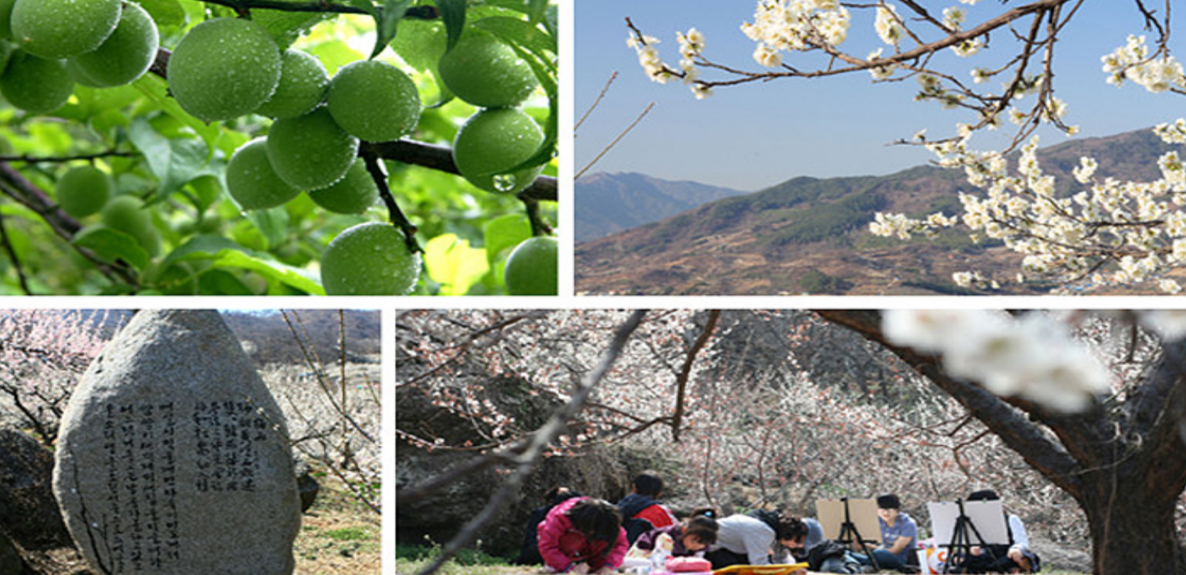 매화마을 근처 풍경