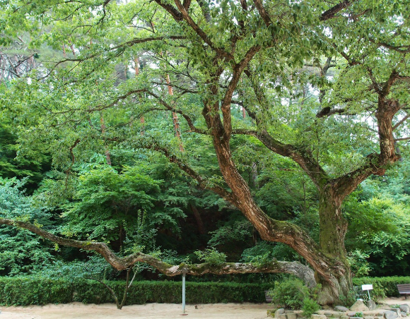 안동 도산서원 나무