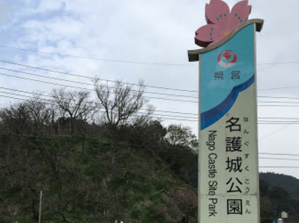 오키나와 1월 벚꽃